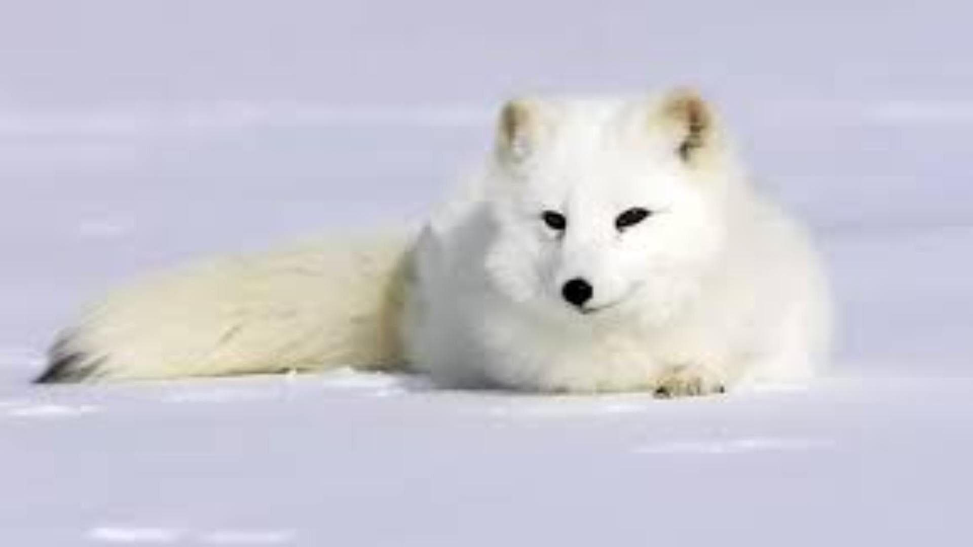 VIDEO: Bellos Zorros Árticos En Peligro de Extinción Luchan por Comida