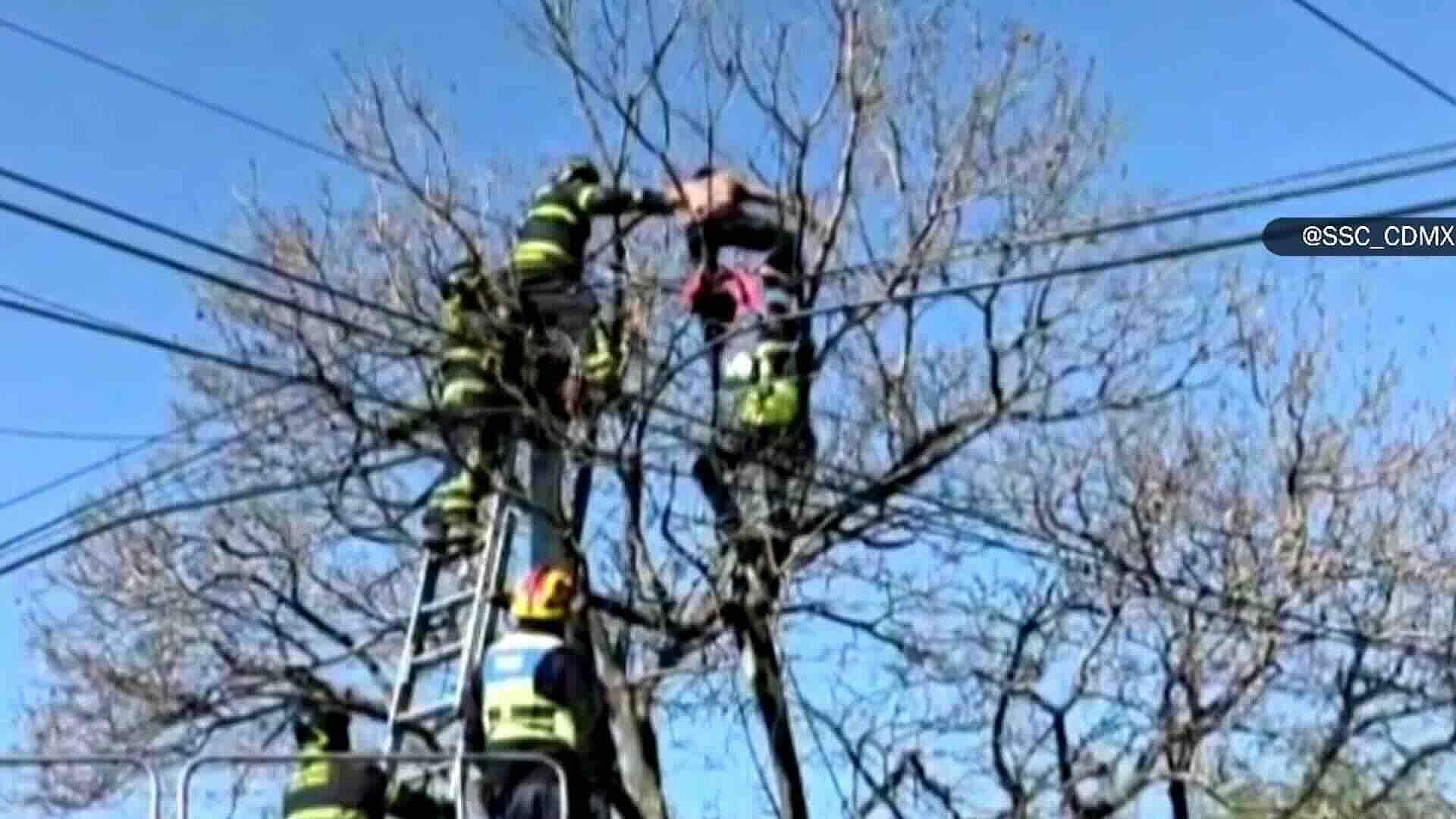 Bomberos Rescataron a Hombre que Subió a Poste en Coyoacán, CDMX