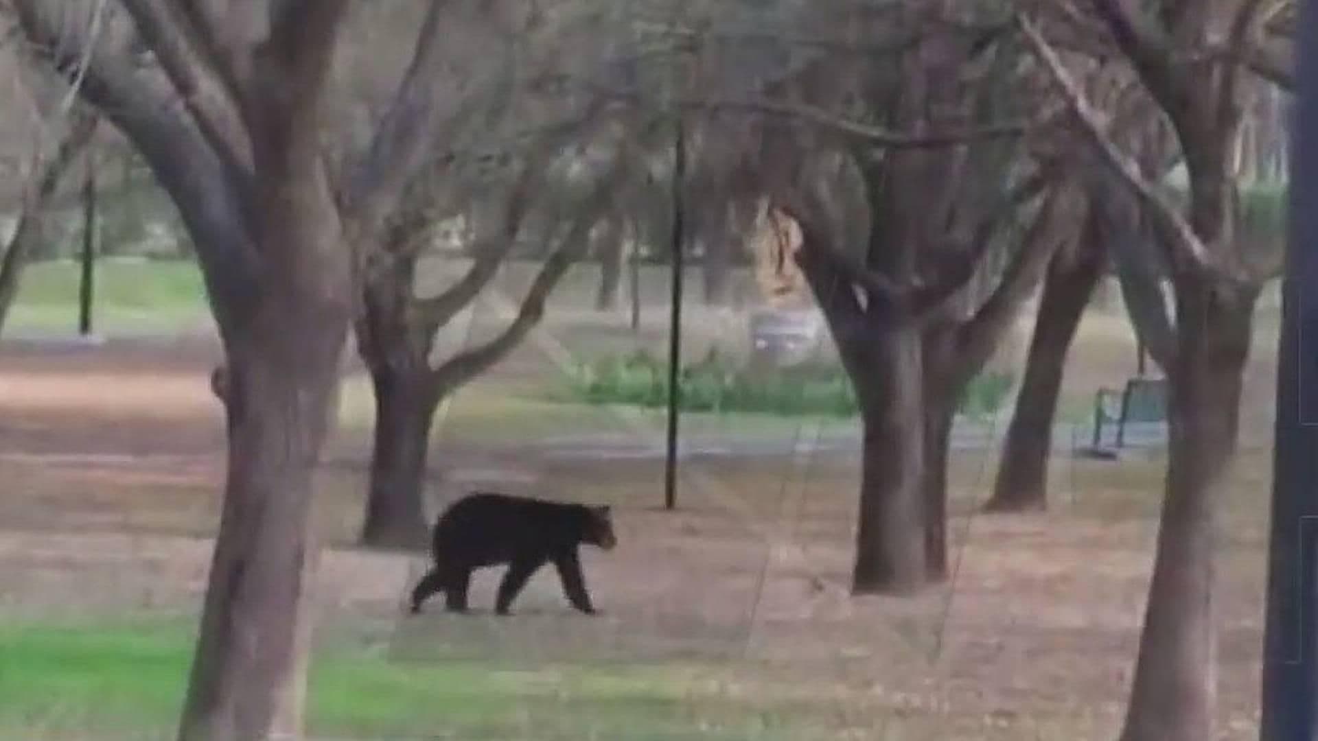 Arman Operativo en Busca de Oso en San Pedro