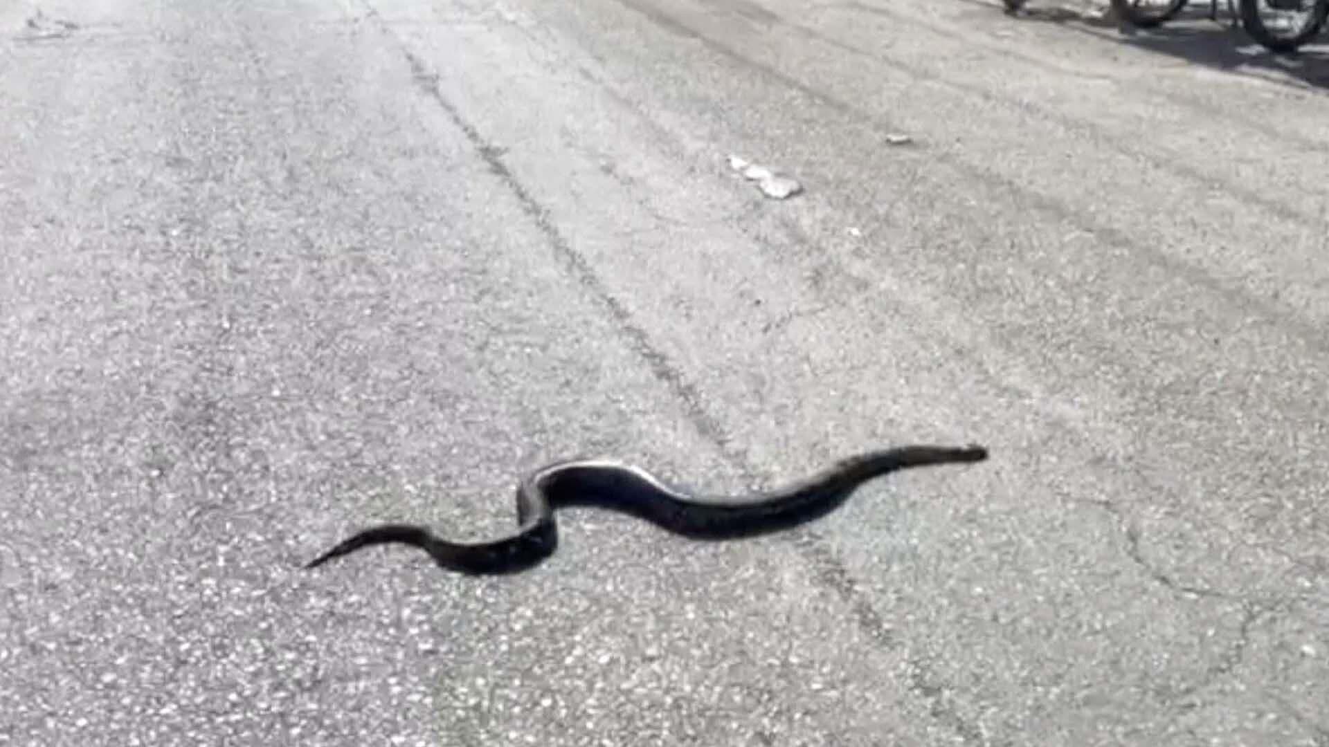 Presencia de Serpiente en Carretera Tampico-Mante Moviliza a las Autoridades