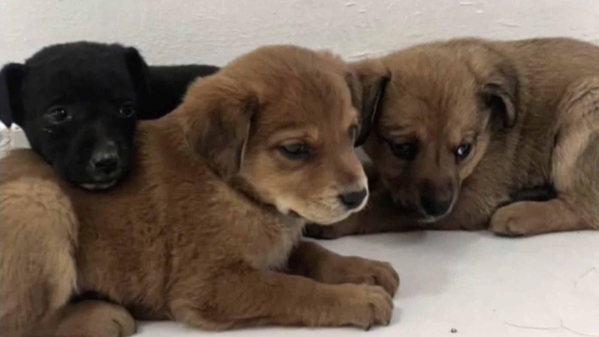 Bomberos de Nuevo Laredo Rescatan a Perro de un Pozo