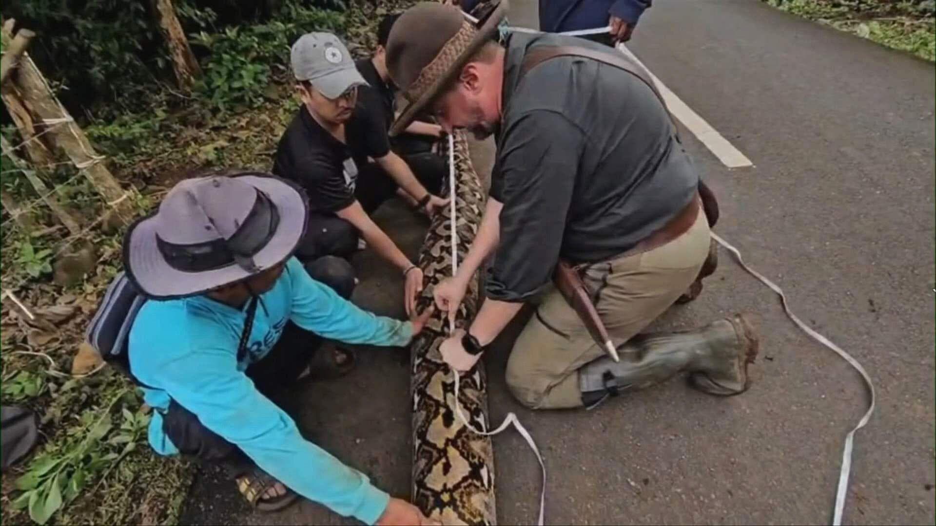Hallan en Indonesia a "La Baronesa", la Serpiente Salvaje Más Larga del Mundo; ¿Cuánto Mide?