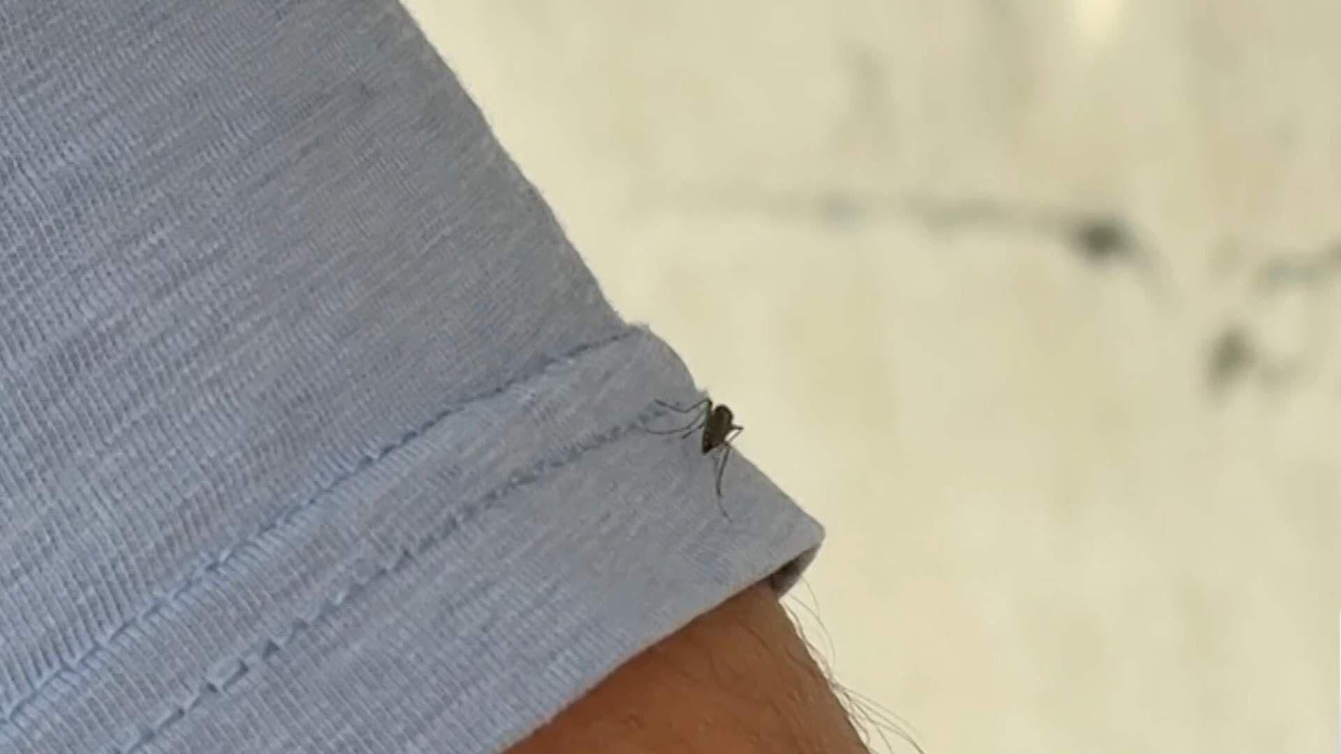 Aumentan Casos Probables de Dengue en Las Choapas, Veracruz