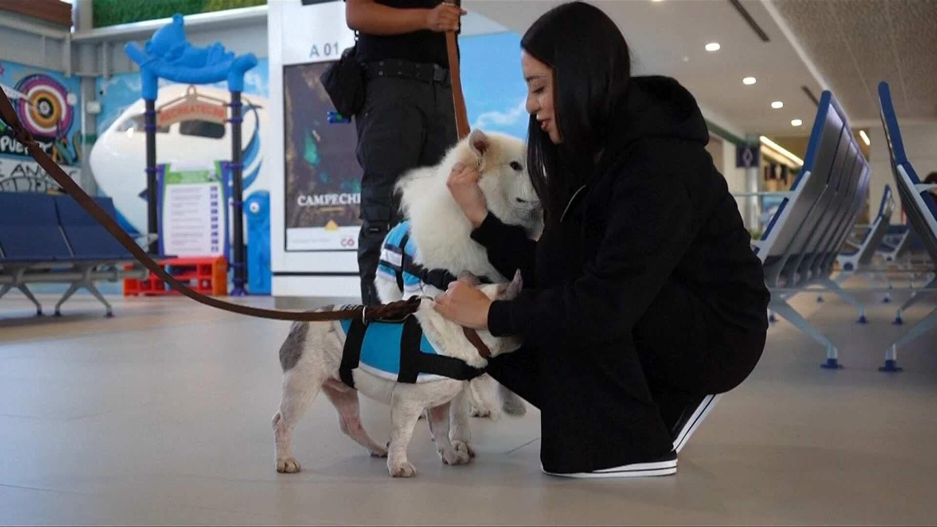 Perritos Cambian la Experiencia de Vuelo en el AIFA; Así Brindan Apoyo Emocional