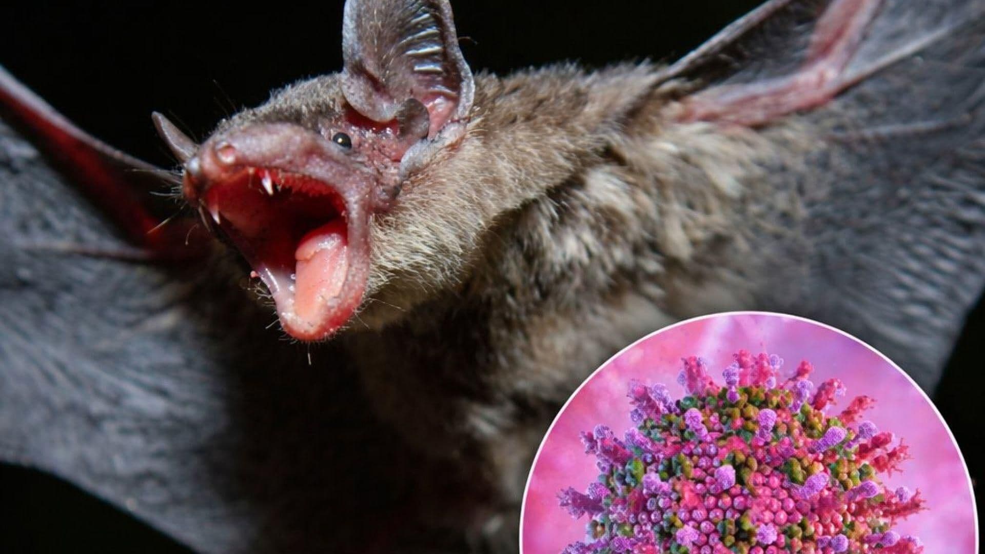 India Confirma Cinco Casos de Virus Nipah; Autoridades Rastrean 180 Posibles Contagios