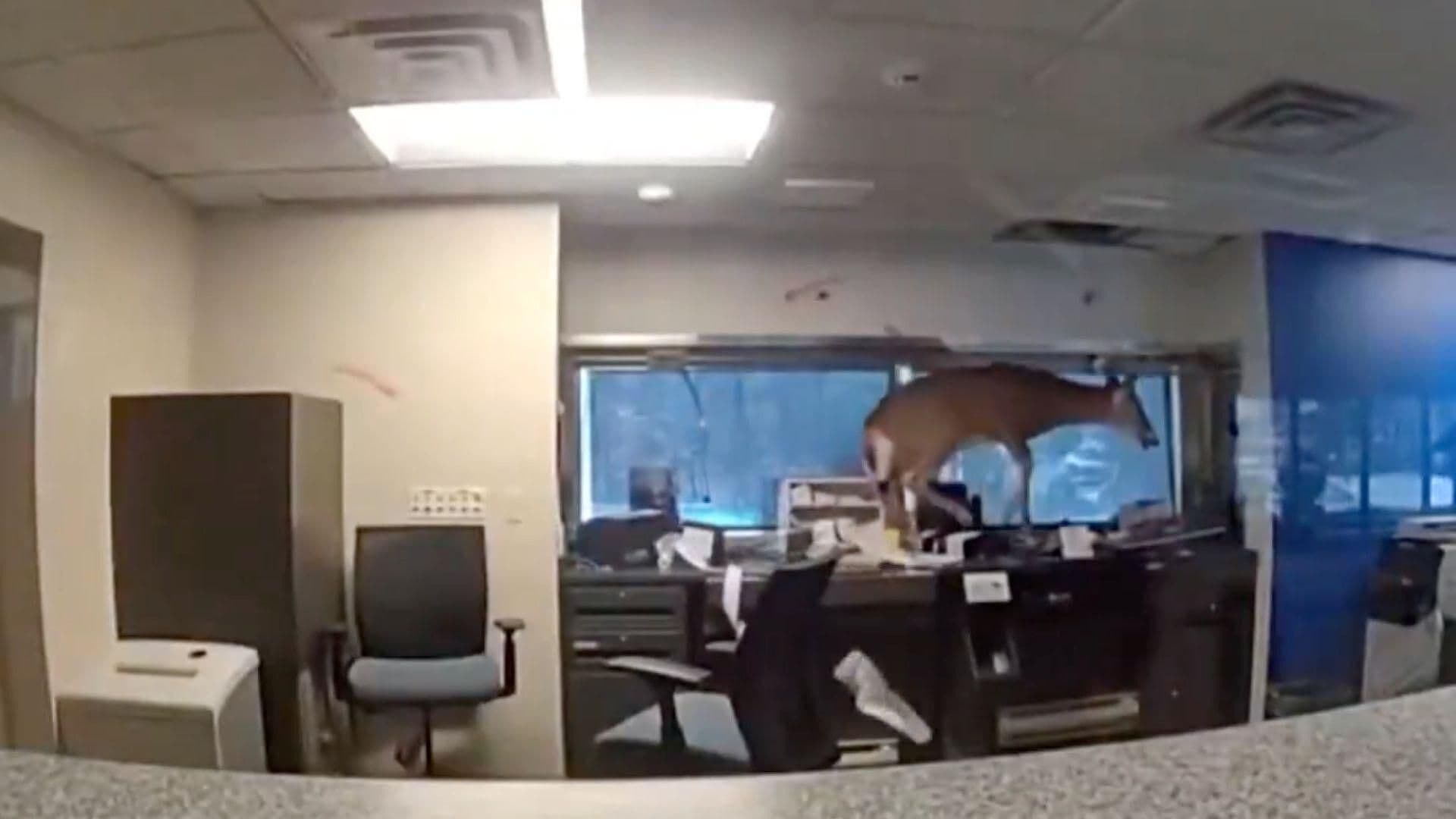 ¡Increíble! Ciervo Rompe Ventana y Provoca Destrozos Dentro de Banco en Nueva York