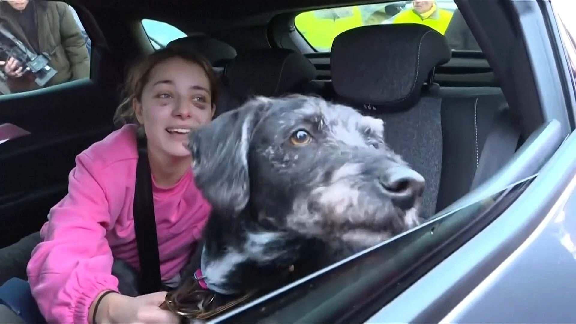 Hallan con Vida a "Boro", el Perro Perdido tras Accidente Ferroviario en España