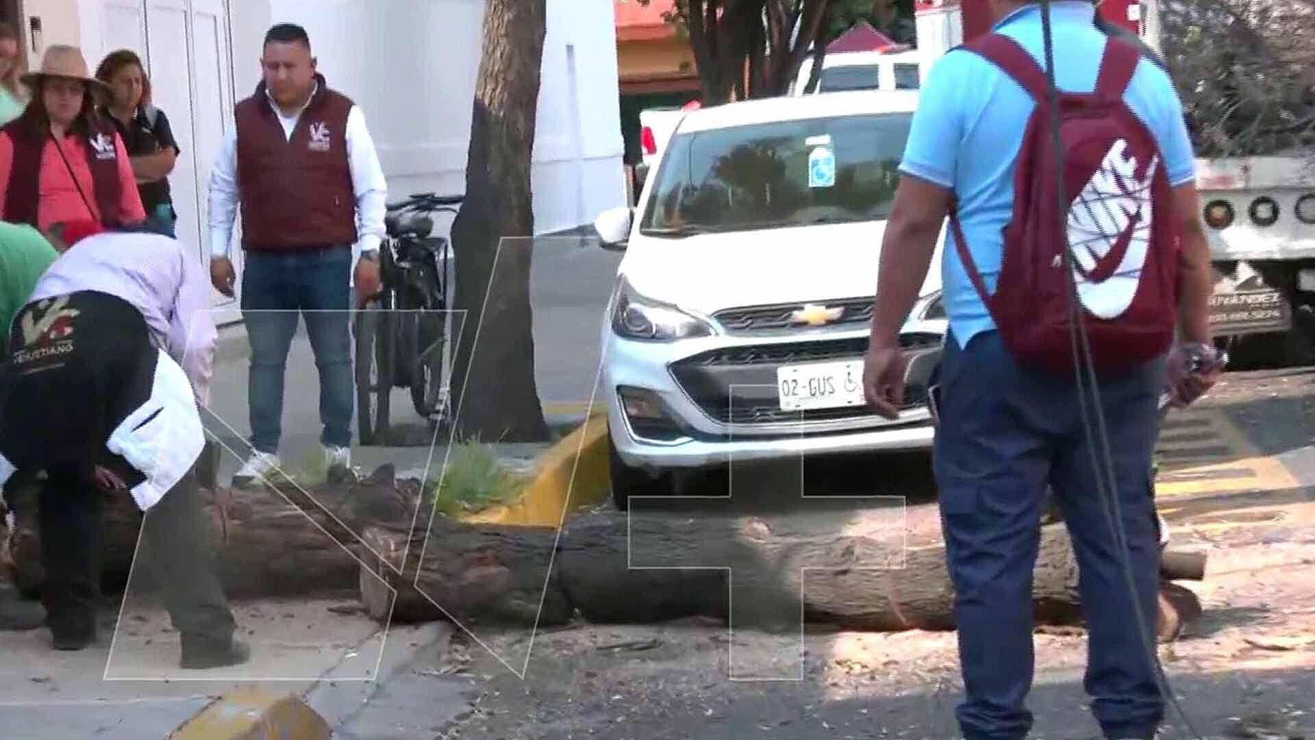 CDMX: Caída de Árbol Provoca Afectaciones en la Colonia Ignacio Zaragoza