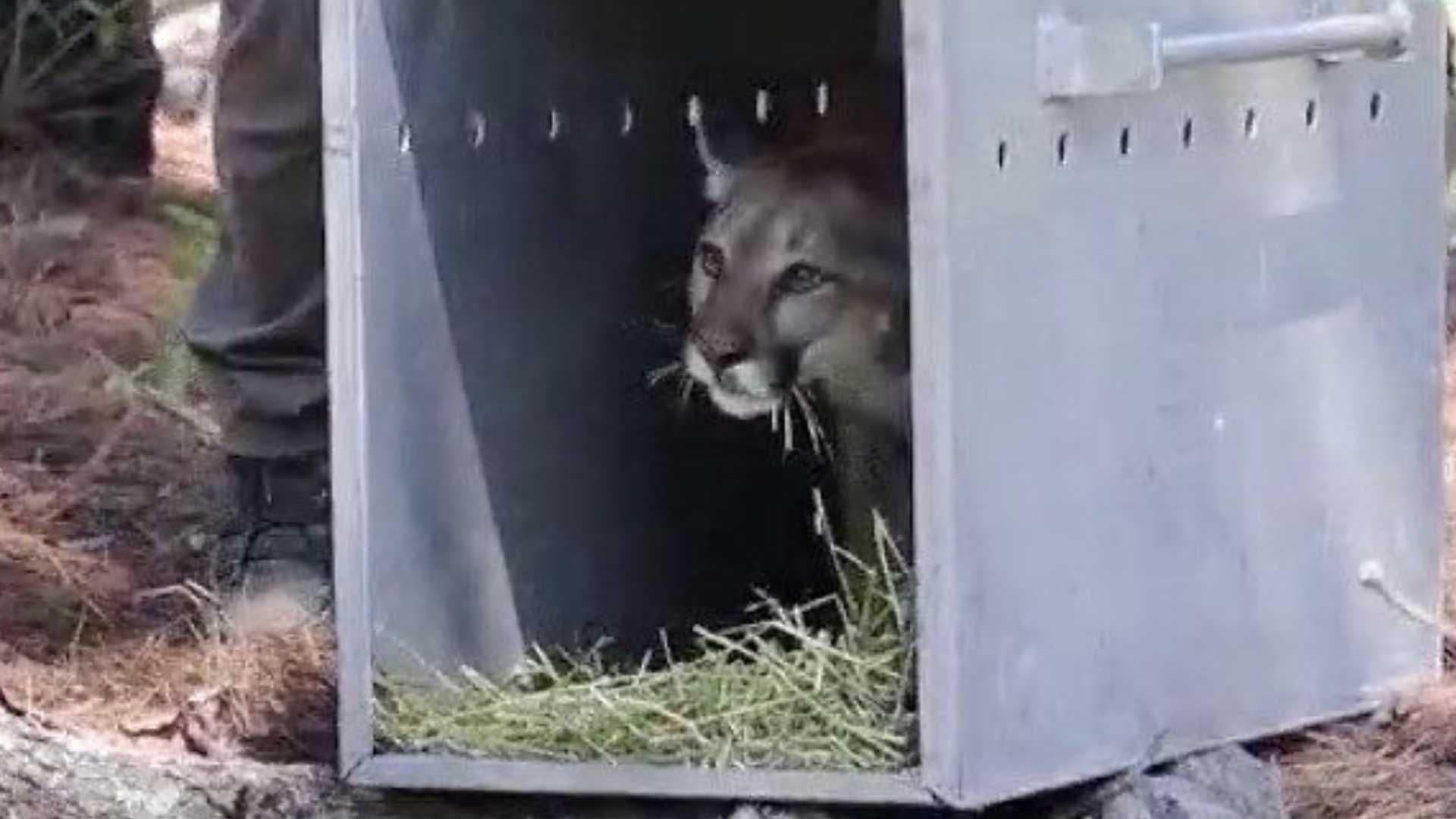 En el Bosque La Primavera Liberan al Puma Rescatado en Tonalá