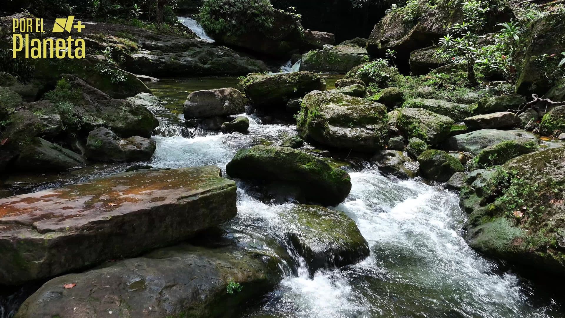 Monos del Nuevo Mundo