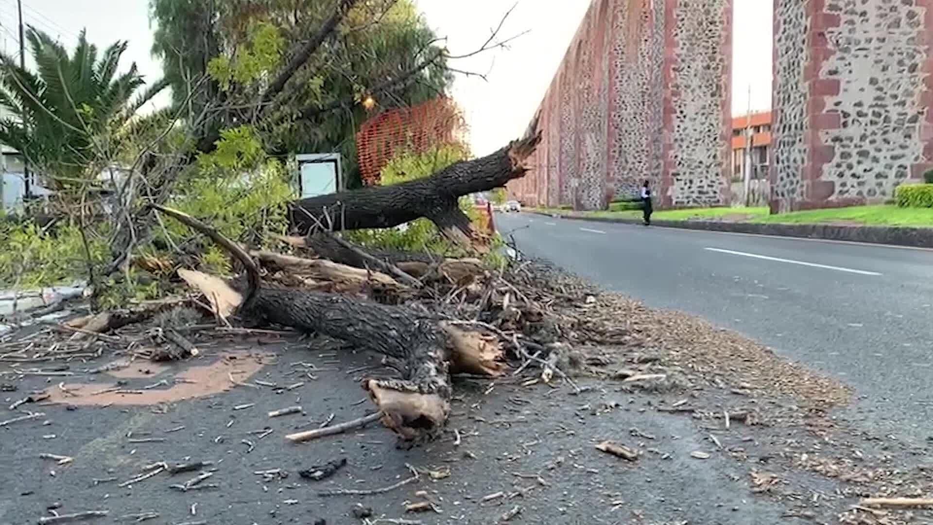 Este Viernes 11 de Octubre, Amaneció un Árbol Caído en Calzada de Los Arcos