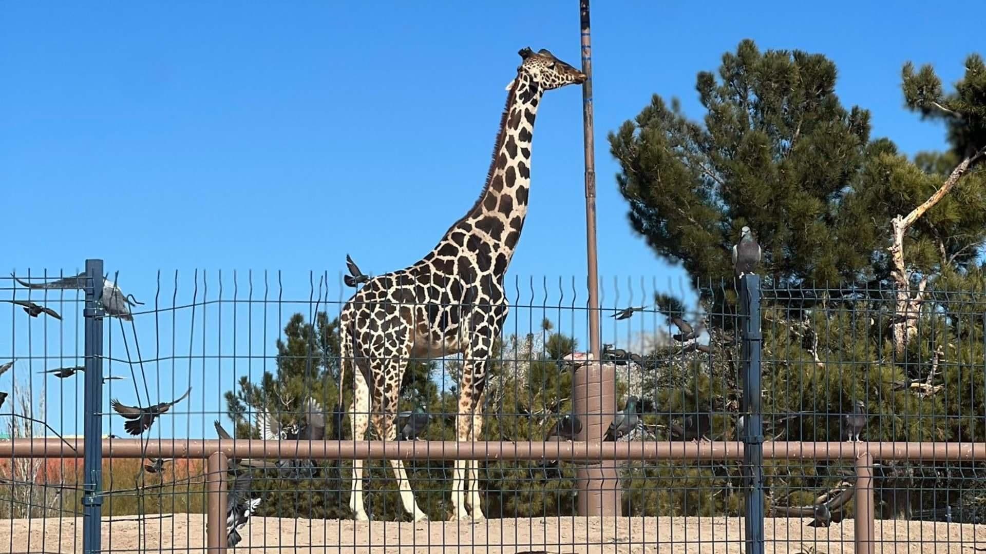 Africam Safari Prepara Traslado de la Jirafa "Benito" a Puebla