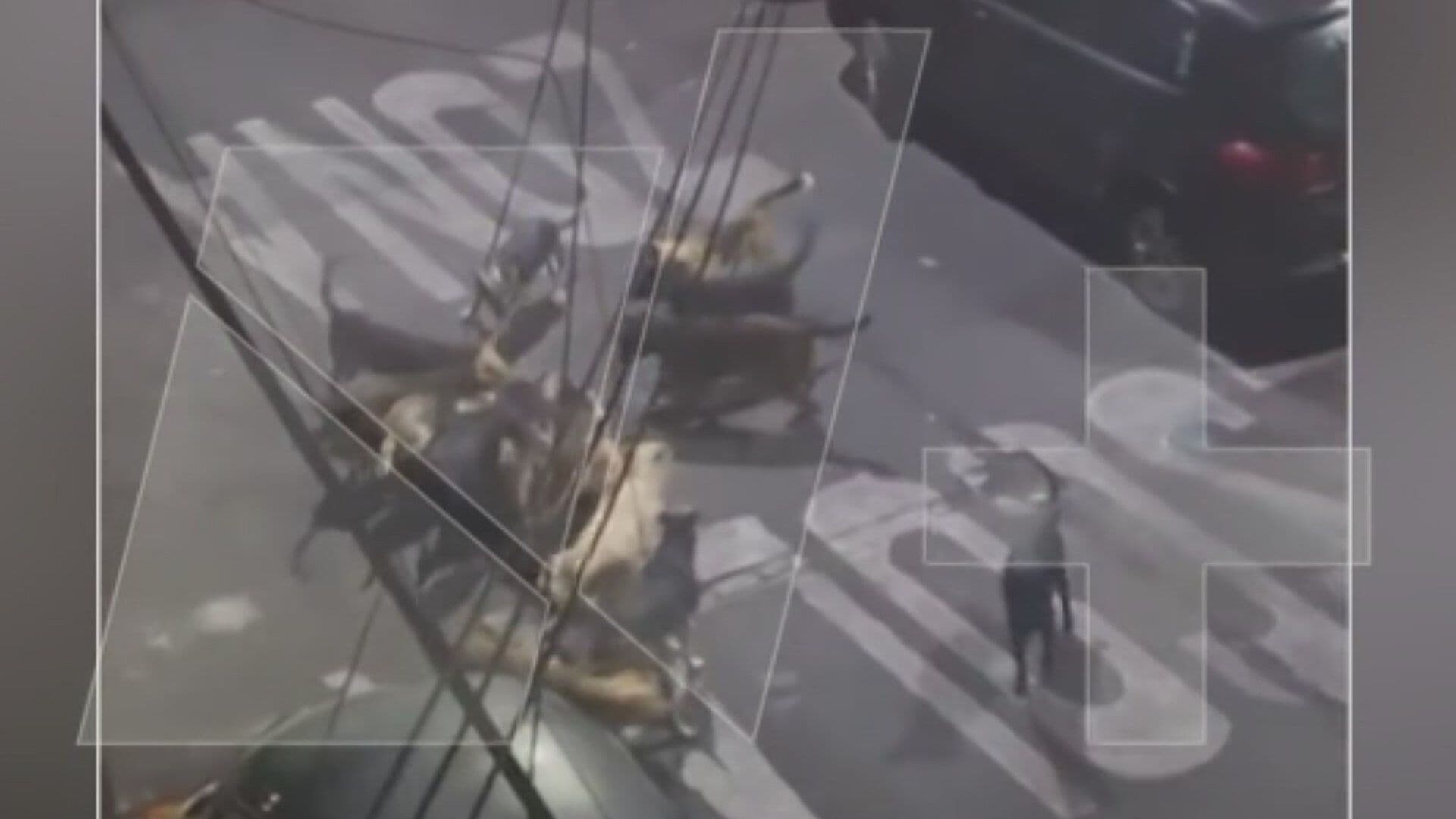 VIDEO: Momento Exacto Jauría Ataca a Varios Gatos en Colonia Cove en Álvaro Obregón, CDMXs