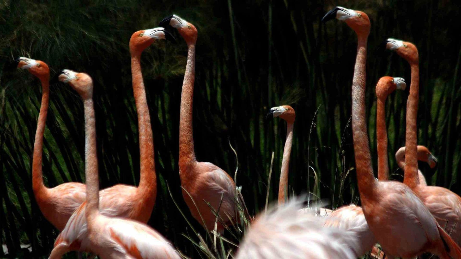 Espectáculo Rosa en Yucatán: Video de Cientos de Flamingos Volando en Puerto de Sisal