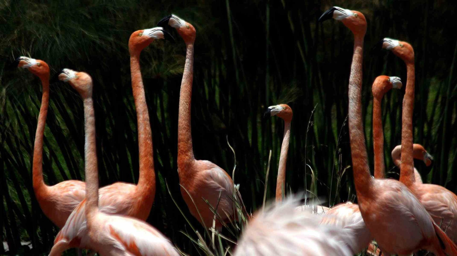 Espectáculo Rosa en Yucatán: Video de Cientos de Flamingos Volando en Puerto de Sisal