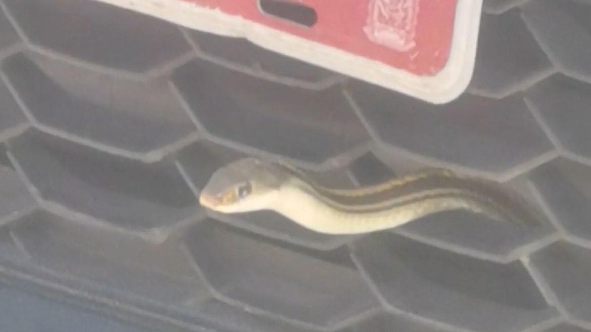 Serpiente en Motor de Coche Centro Comercial San Manuel Puebla