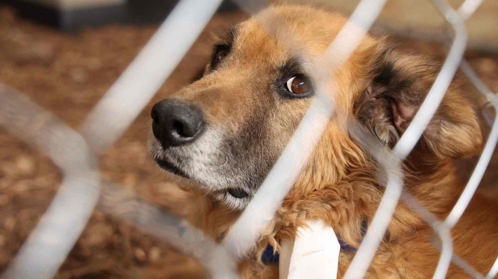 Video: Senadora Admite Sacrificio de 10 Mil Perros Durante su Gestión como Alcaldesa de Tecámac