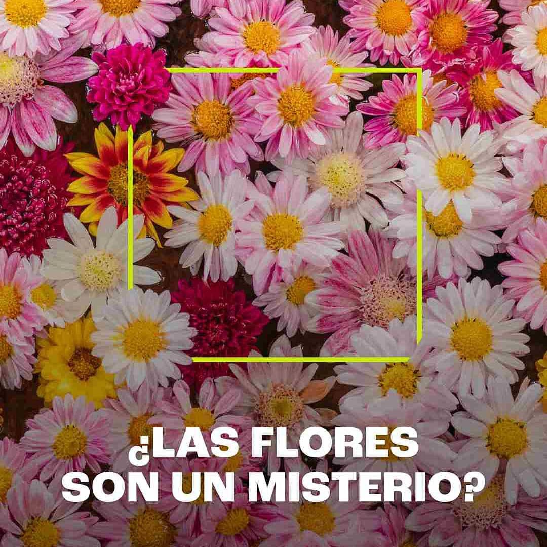 ¿De Dónde Salieron las Flores?
