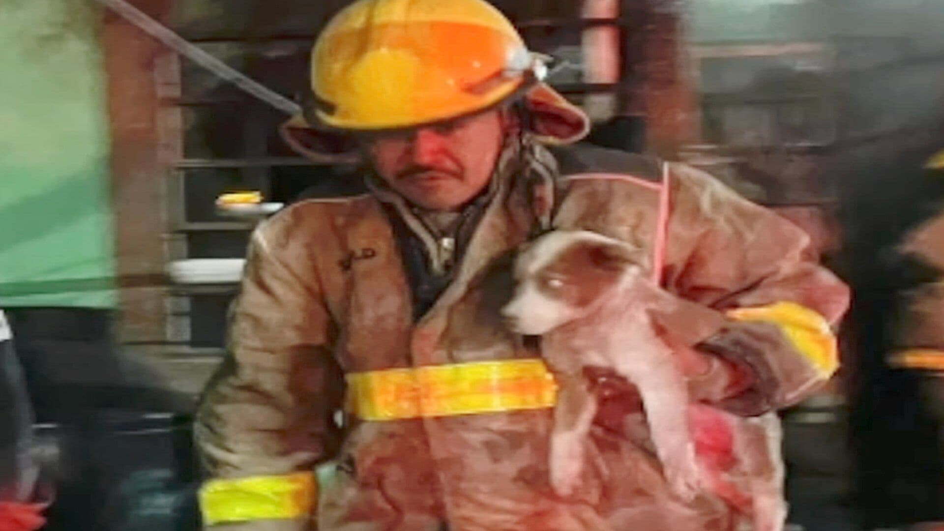 Animales Salvajes Rescatados por Protección Civil son Abandonados por Dueños