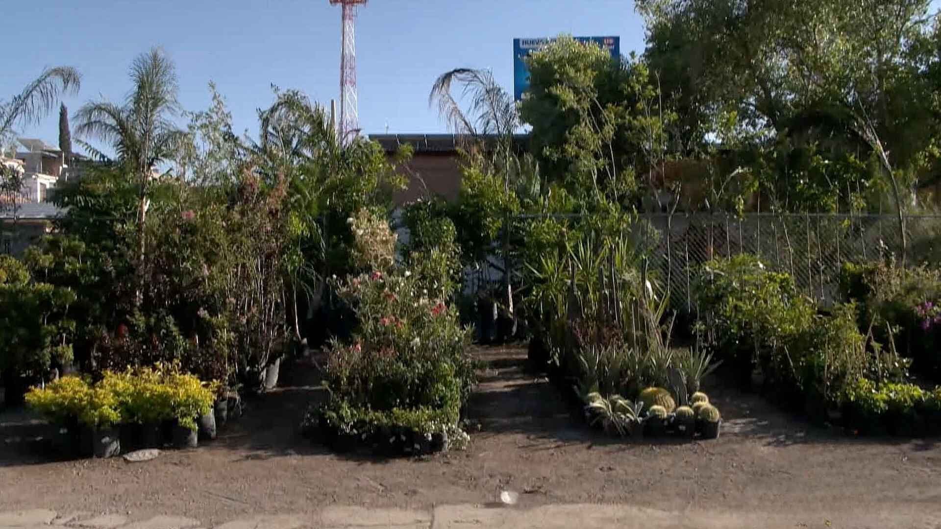 Calor Continúa Aumentando en Chihuahua; Árboles se Convierten en Refugio Natural