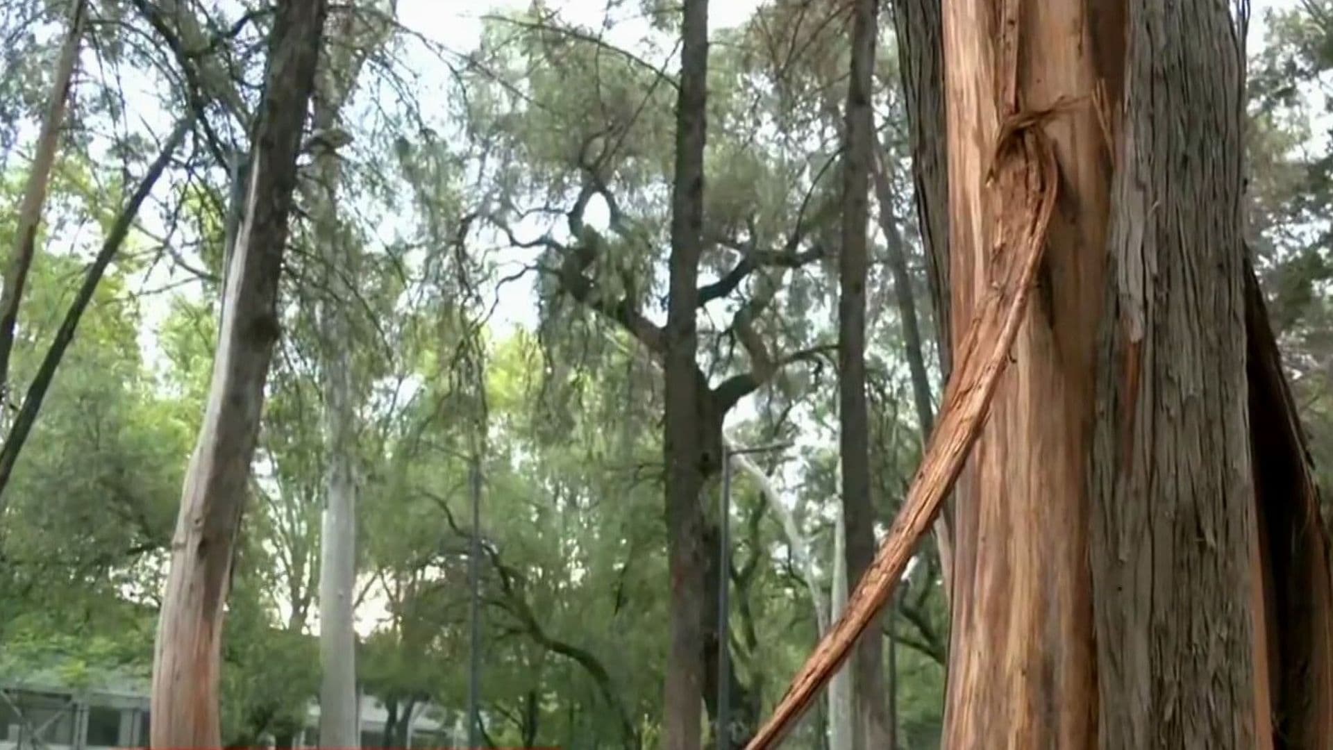 Vecinos se Unen para Impedir Tala de Árboles en Azcapotzalco, CDMX