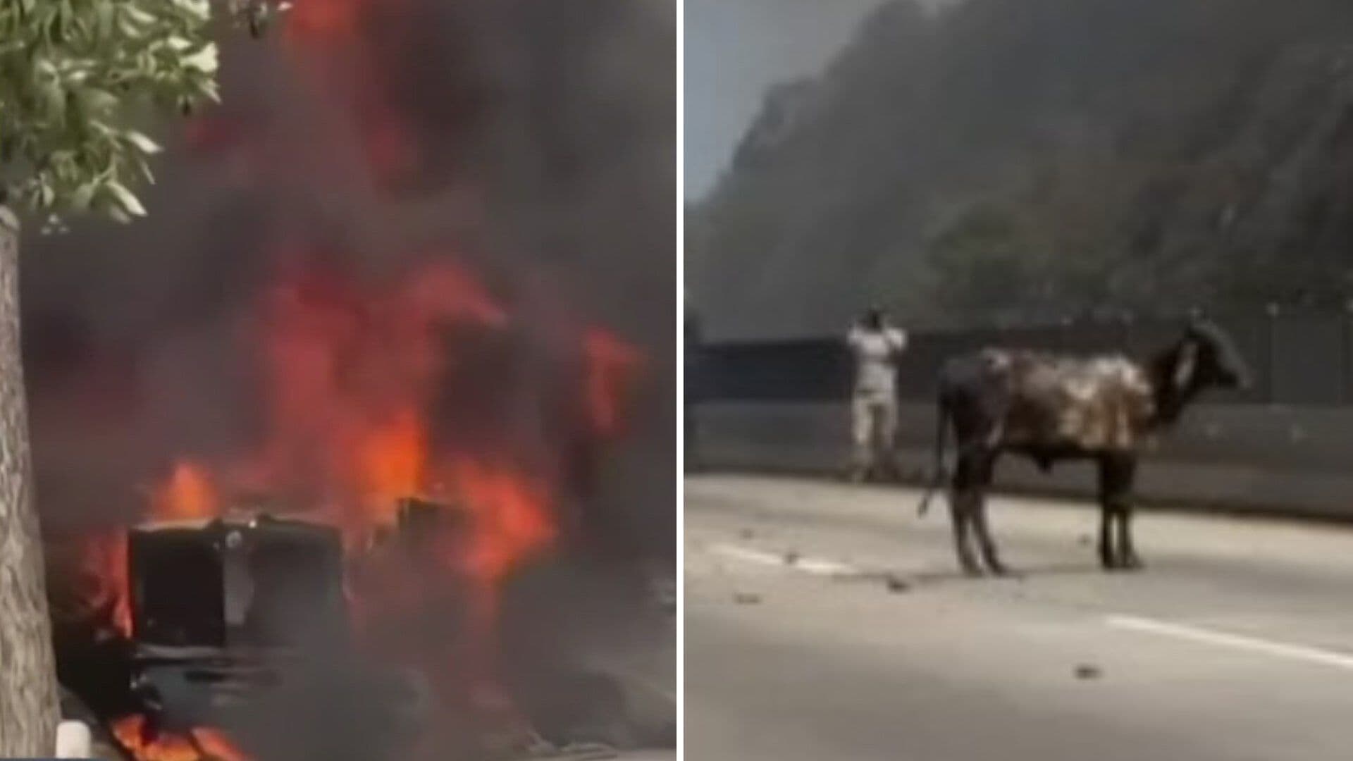 Vuelca y se Incendia Tráiler Cargado con Ganado en Arco Norte