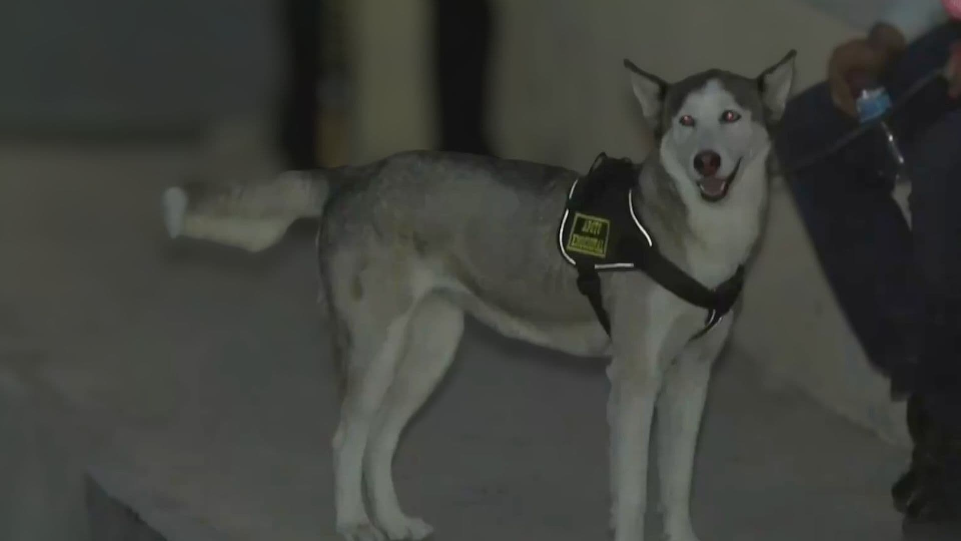 Husky que Atacó a Niño en la Feria del Libro de Ciudad Juárez Era un Perro de Servicio