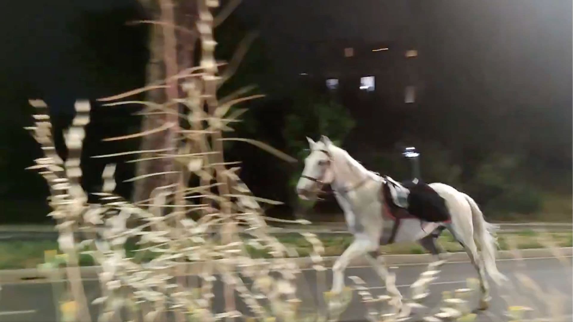 Caballos Escaparon y Galoparon por Calles de Roma Antes de Desfile en Italia