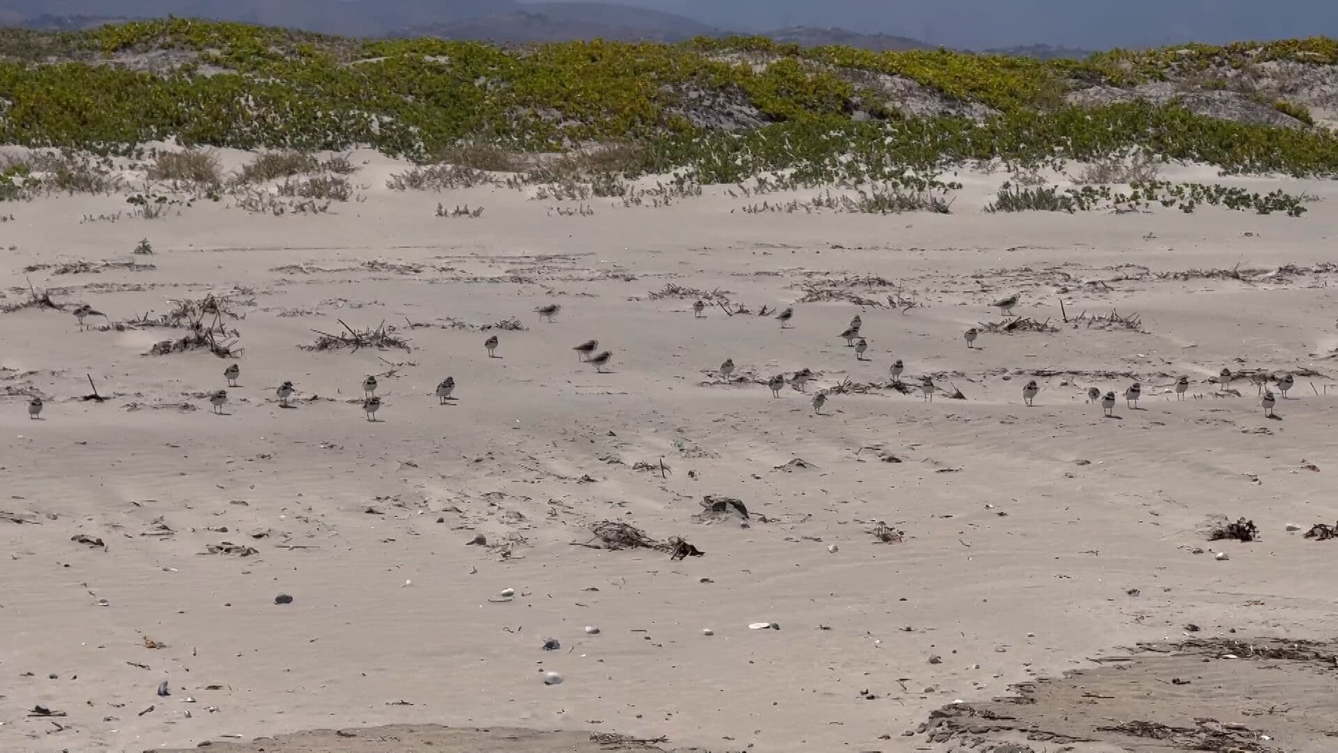 Aplican Medidas para Proteger Anidación del Charrán Mínimo en Ensenada