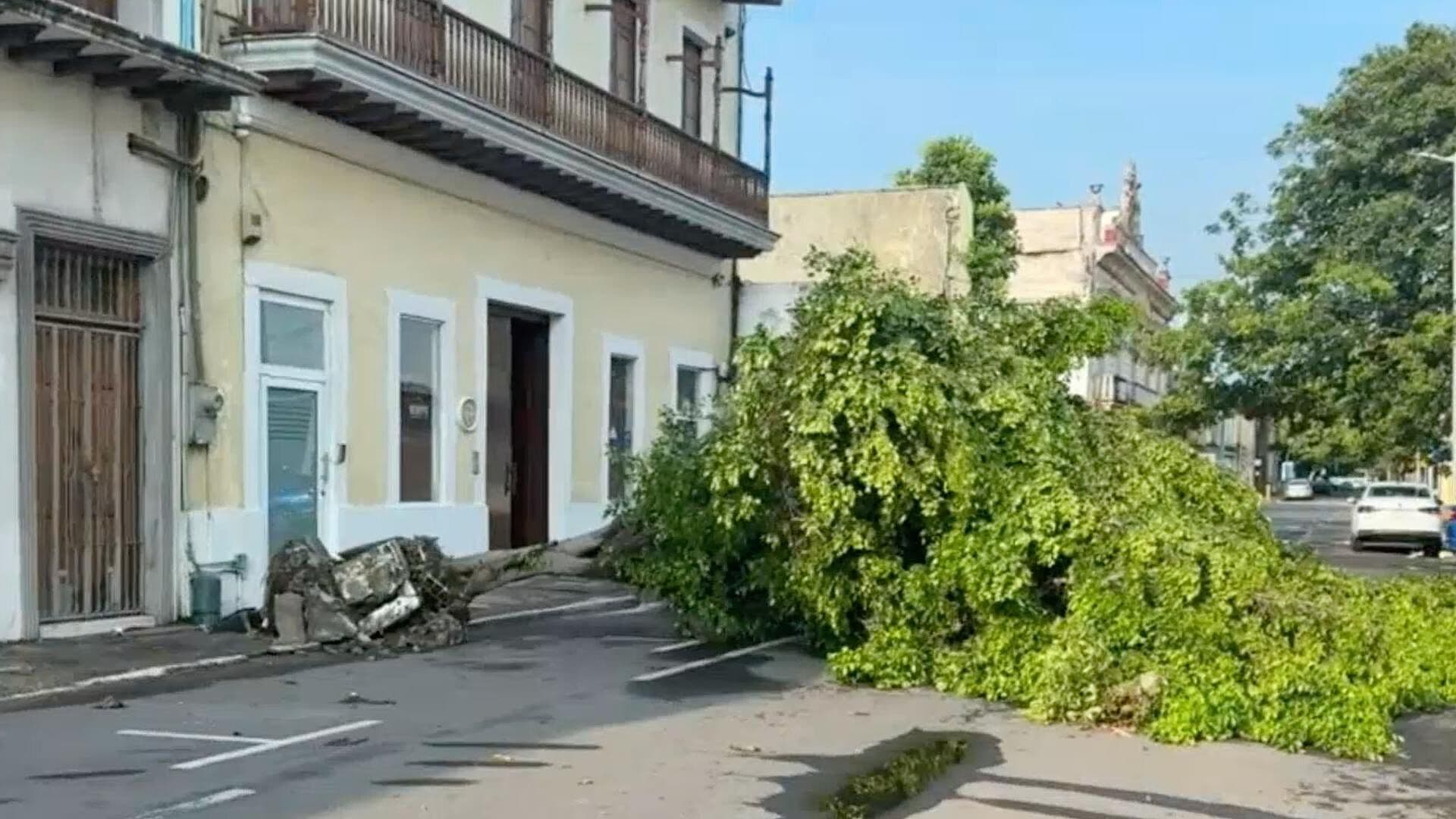 Lluvia Derriba Árbol y Obstruye Calle Constitución en el Centro Histórico de Veracruz