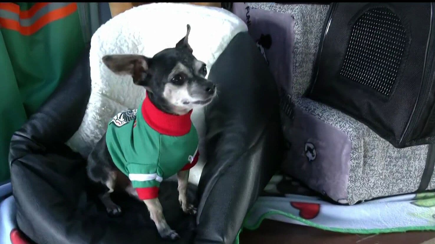 ¿Acertará? El Perrito Pinky Predice al Ganador del México vs Sudáfrica en el Mundial 2026