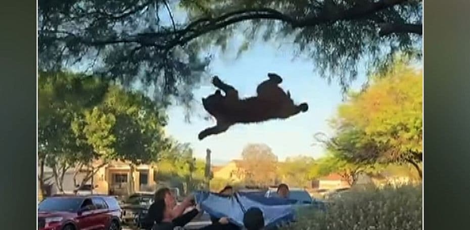 Rescatan Oso en Arizona: Con Accidente Inesperado