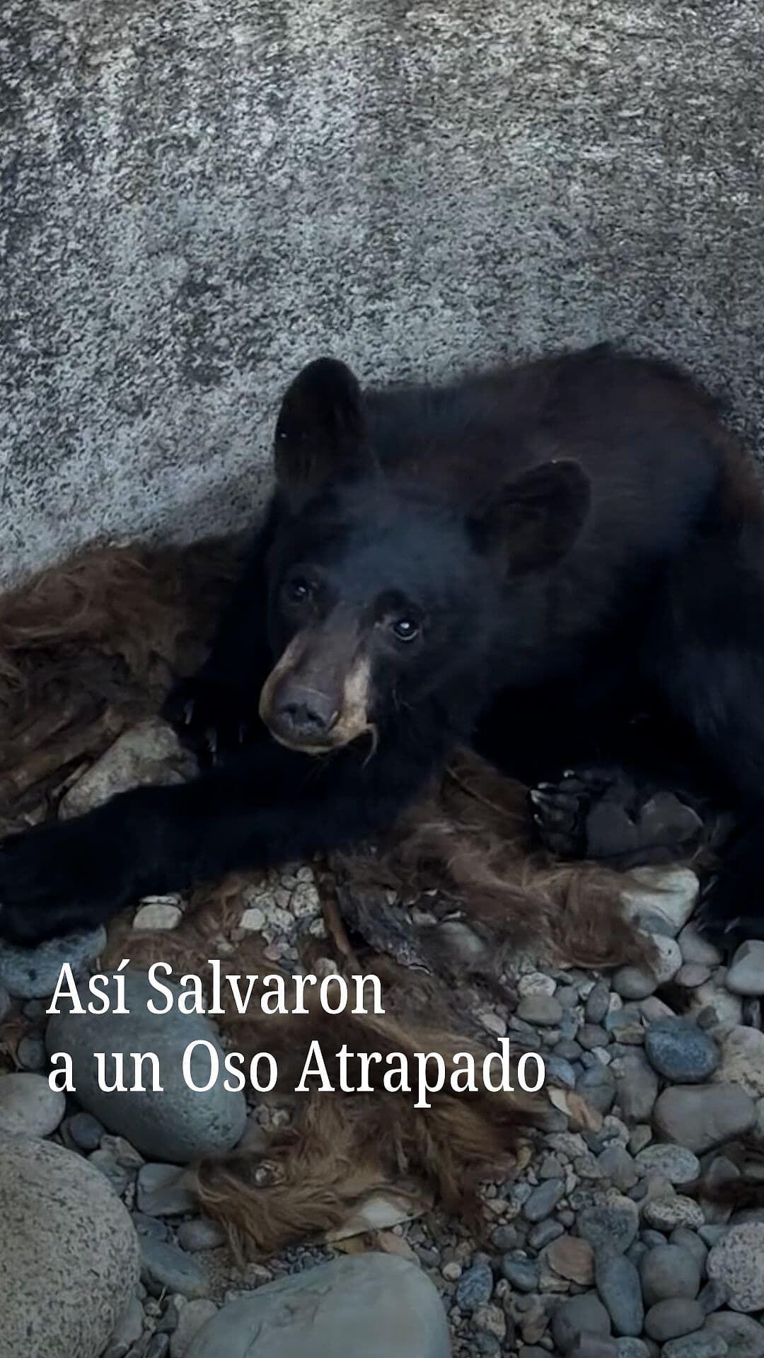 Así Salvaron a Un Oso Atrapado