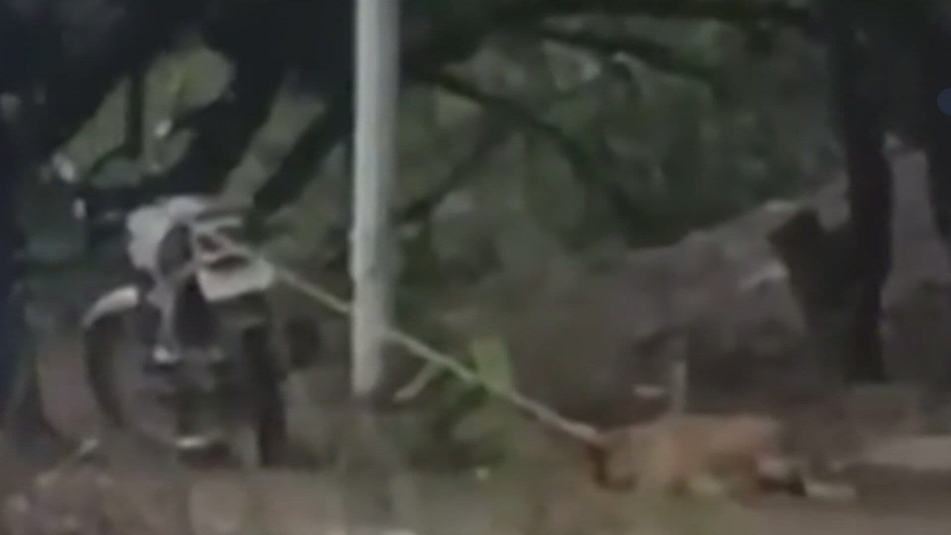 VIDEO: Sujeto Amarra a Perrito a su Motocicleta y lo Arrastra por Varios Metros en Jalisco