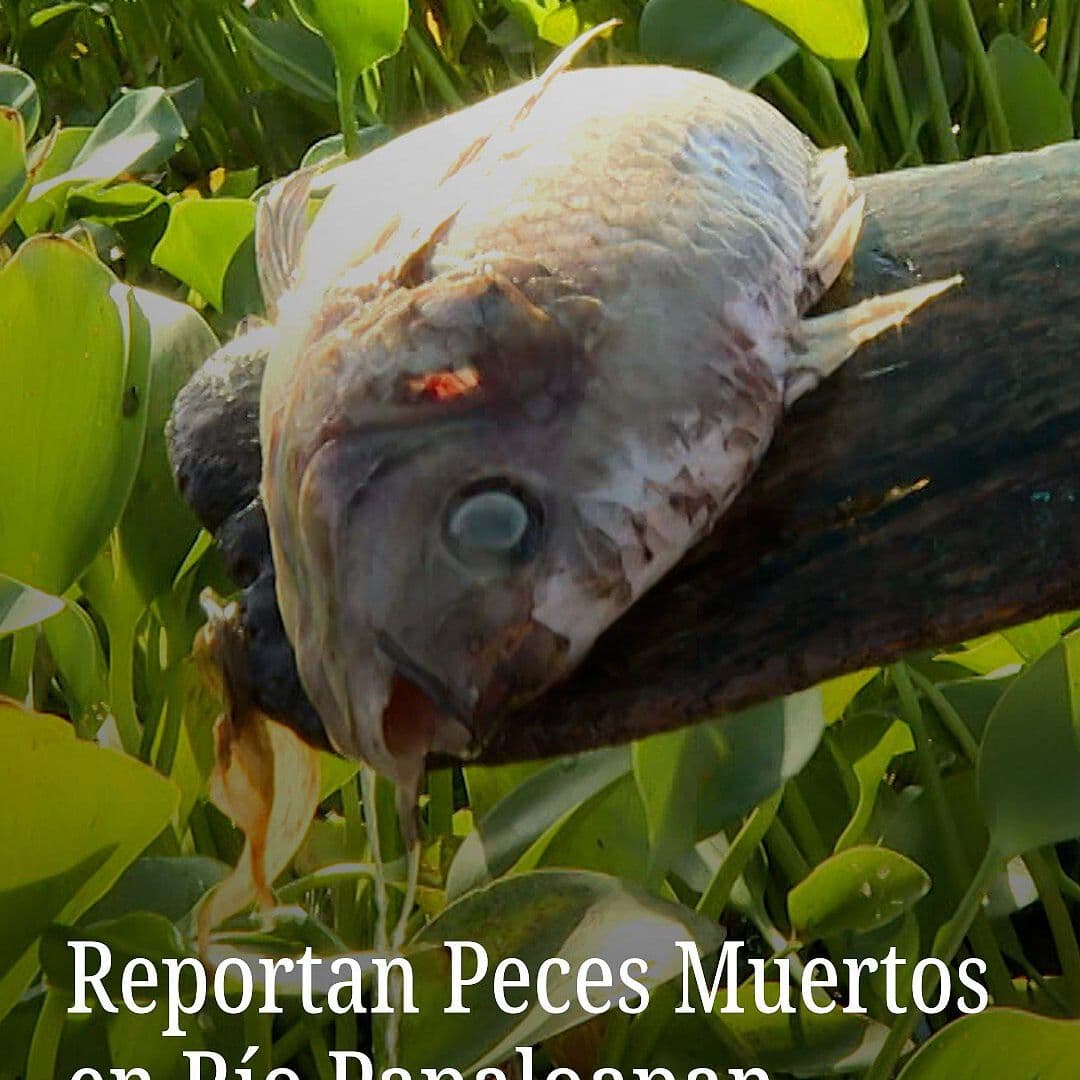Reportan Peces Muertos en Río Papaloapan
