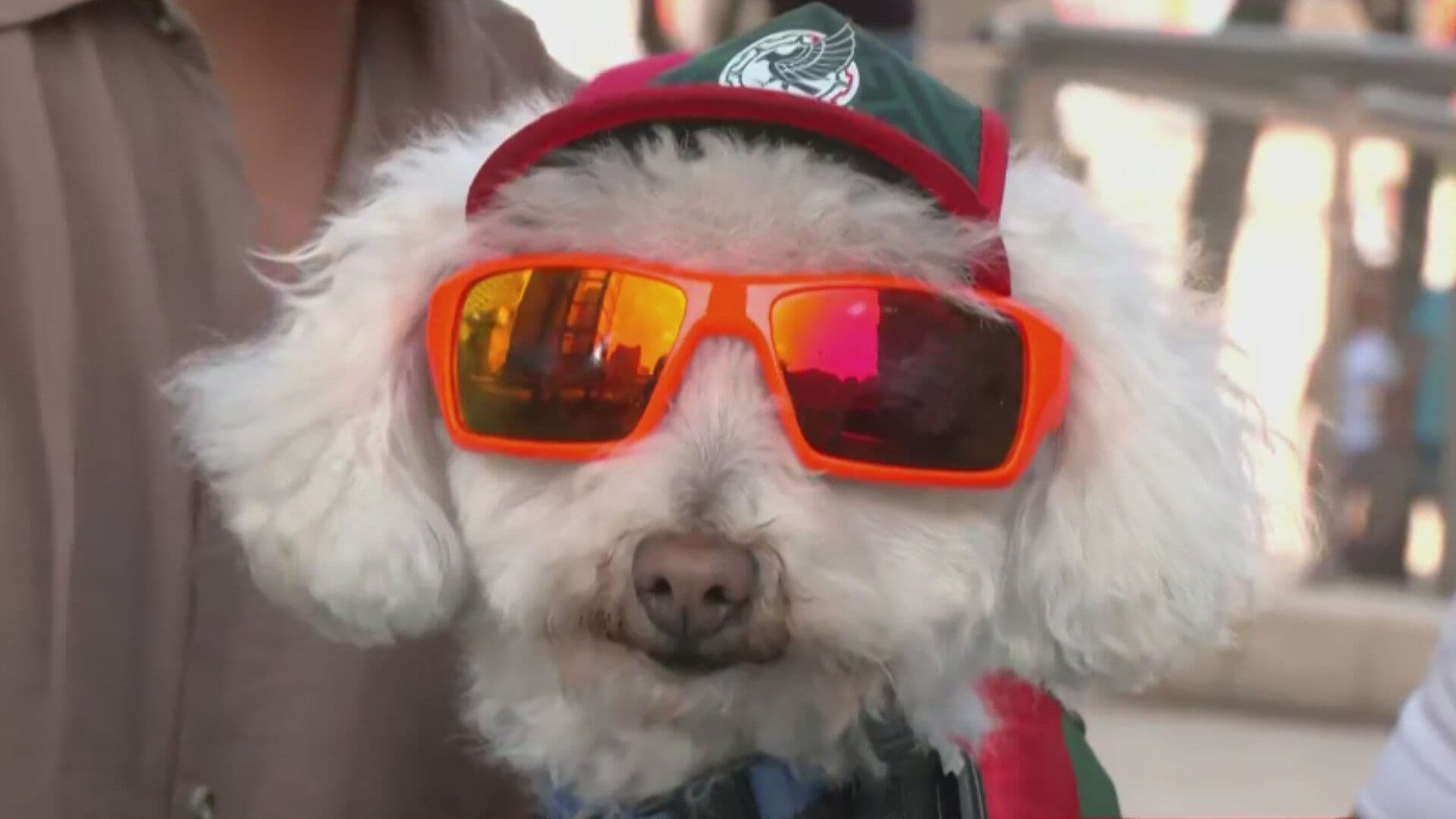Osito: El Tierno Perrito que Apoya a la Selección Mexicana en el Mundial 2026
