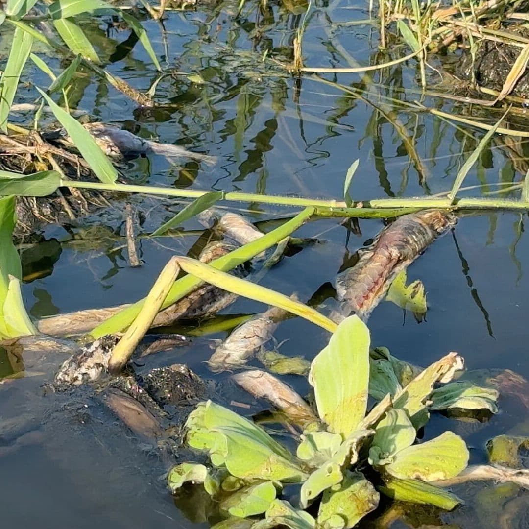 Seguiran las Investigaciones en Río Papaloapan de Veracruz tras Mortandad de Peces