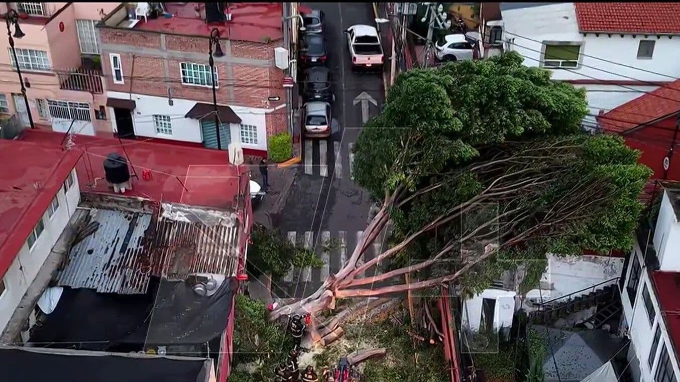 Árbol Cae y Deja Sin Luz a Vecinos de la Colonia Xoco, CDMX