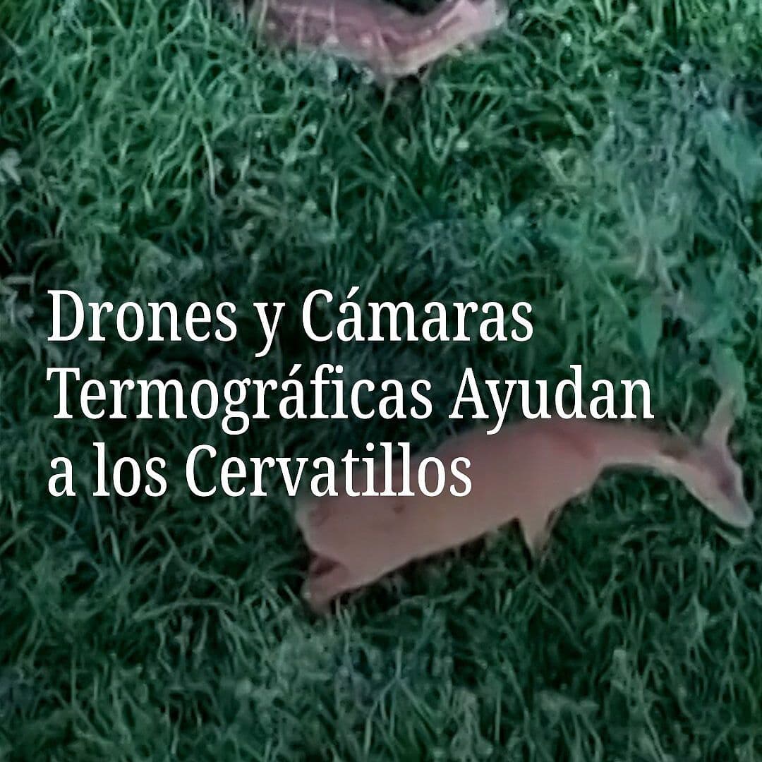 Drones y Cámaras Termográficas Ayudan a los Cervatillos