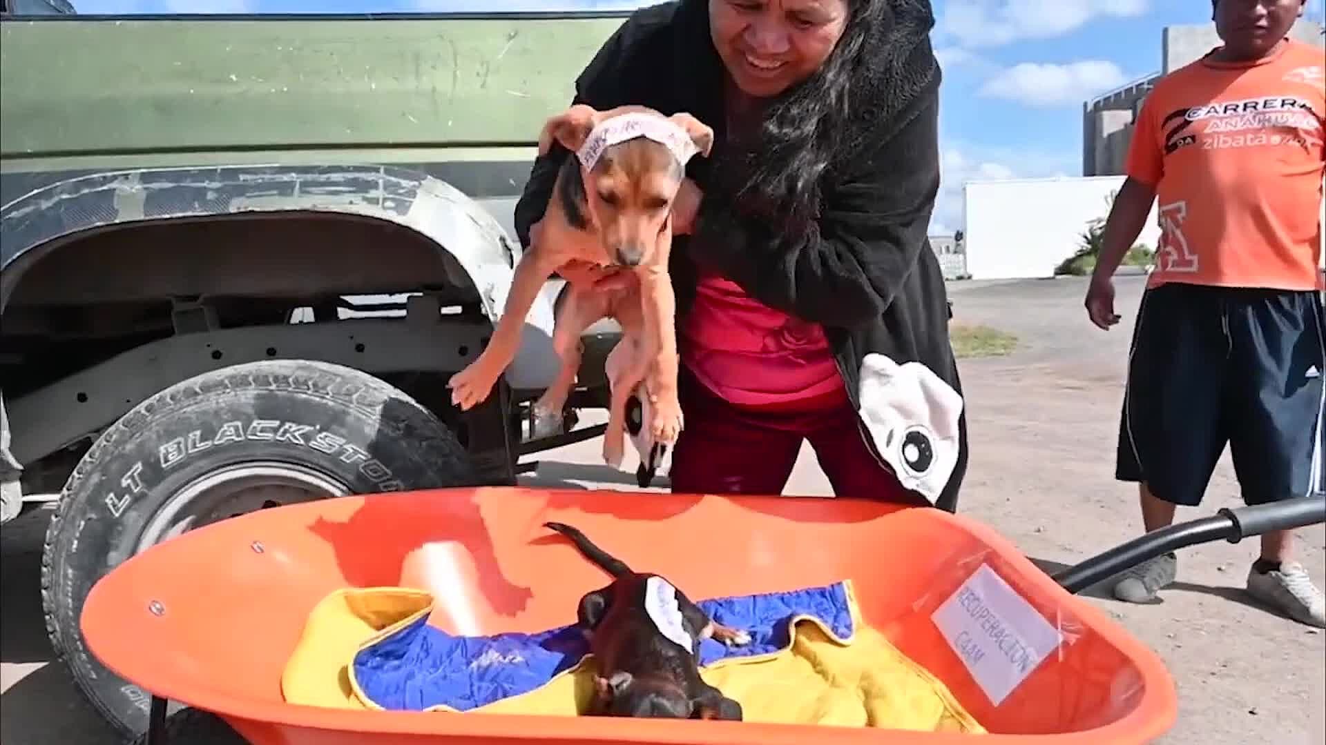 ¿Tienes Mascota? Hay Esterilizaciones Gratuitas en El Marqués Durante Junio