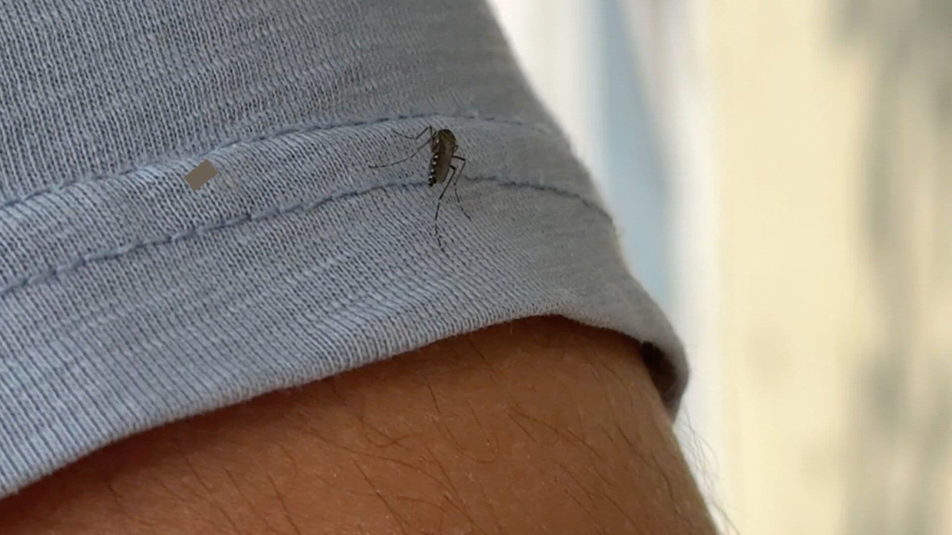 Las Choapas Suma 79 Casos de Dengue Según Reporte Epidemiológico
