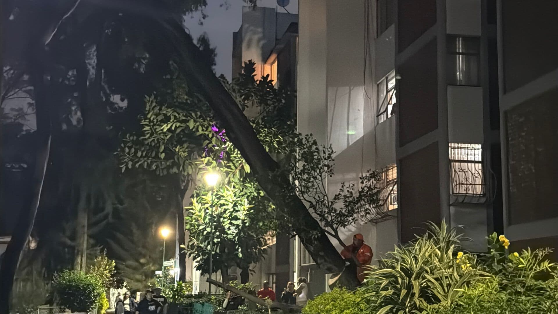 Cae Árbol de 15 Metros y Queda Recargado en Edificio en Villa Coapa en CDMX