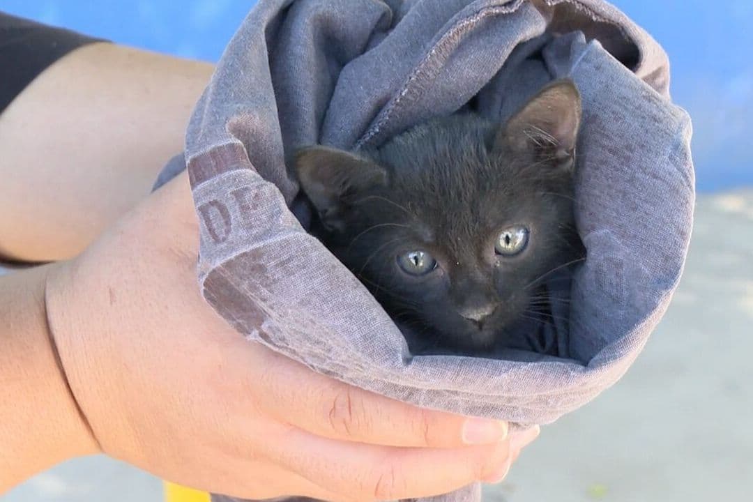 Rescatan a Gatito Atrapado en un Automóvil y Encuentra Nuevo Hogar en Hermosillo