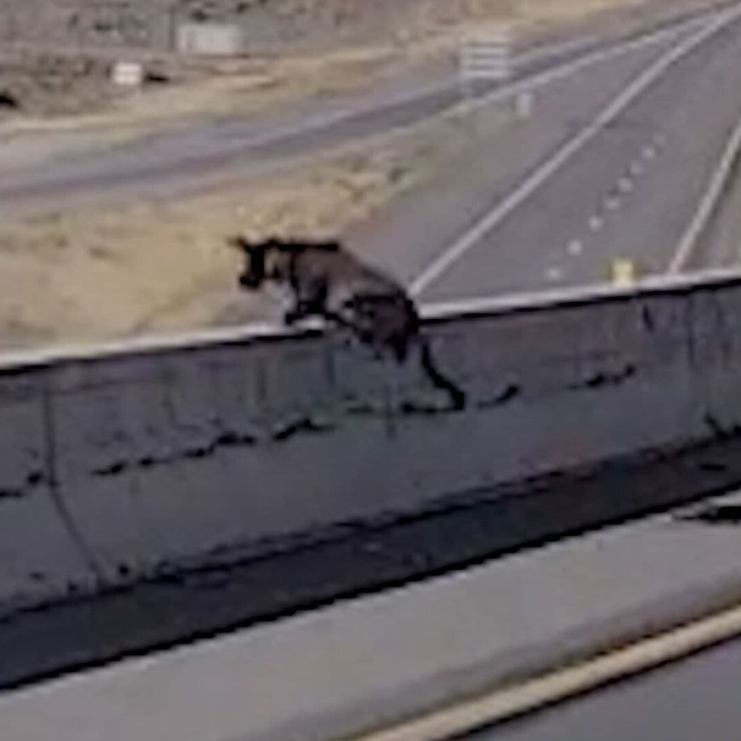 Perro Policía Resulta Herido al Caer de Paso Elevado Durante Operativo en Utah