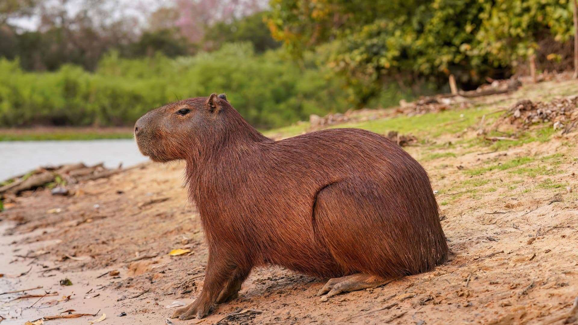 Una ciudad dice que sí, que se pueden tener demasiados capibaras
