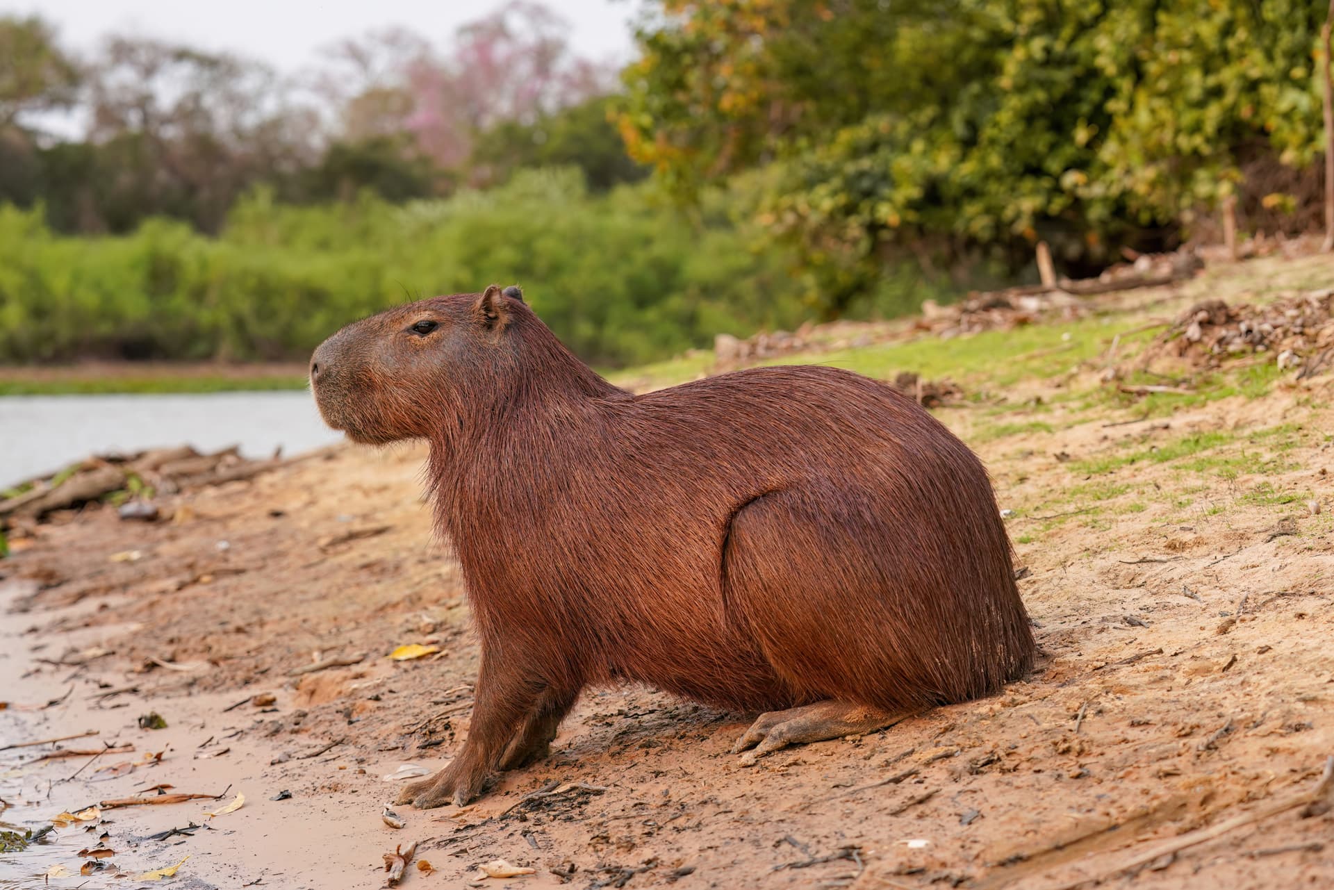 Una ciudad dice que sí, que se pueden tener demasiados capibaras