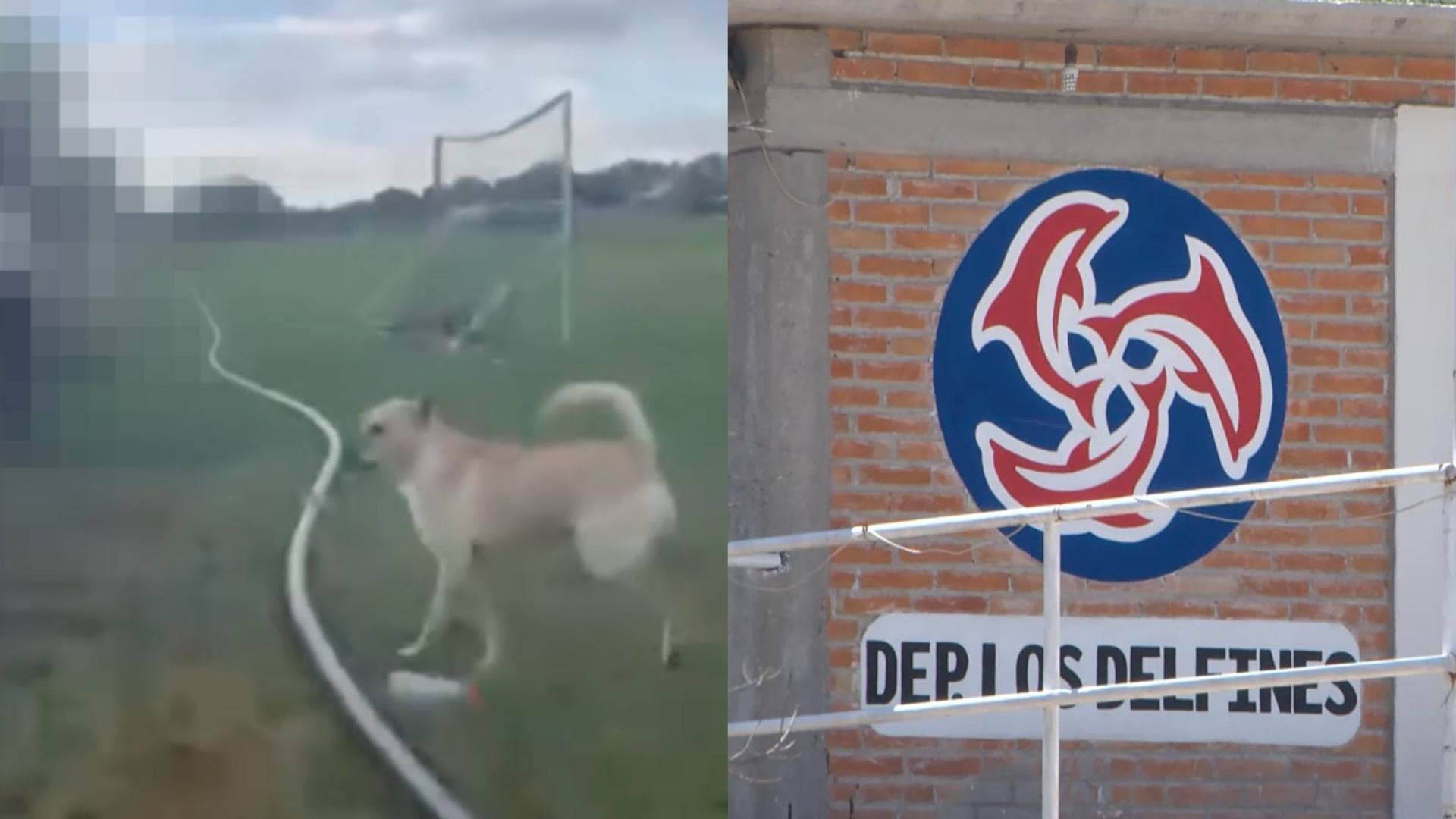 Indignación por Caso de Presunto Maltrato Animal en SLP