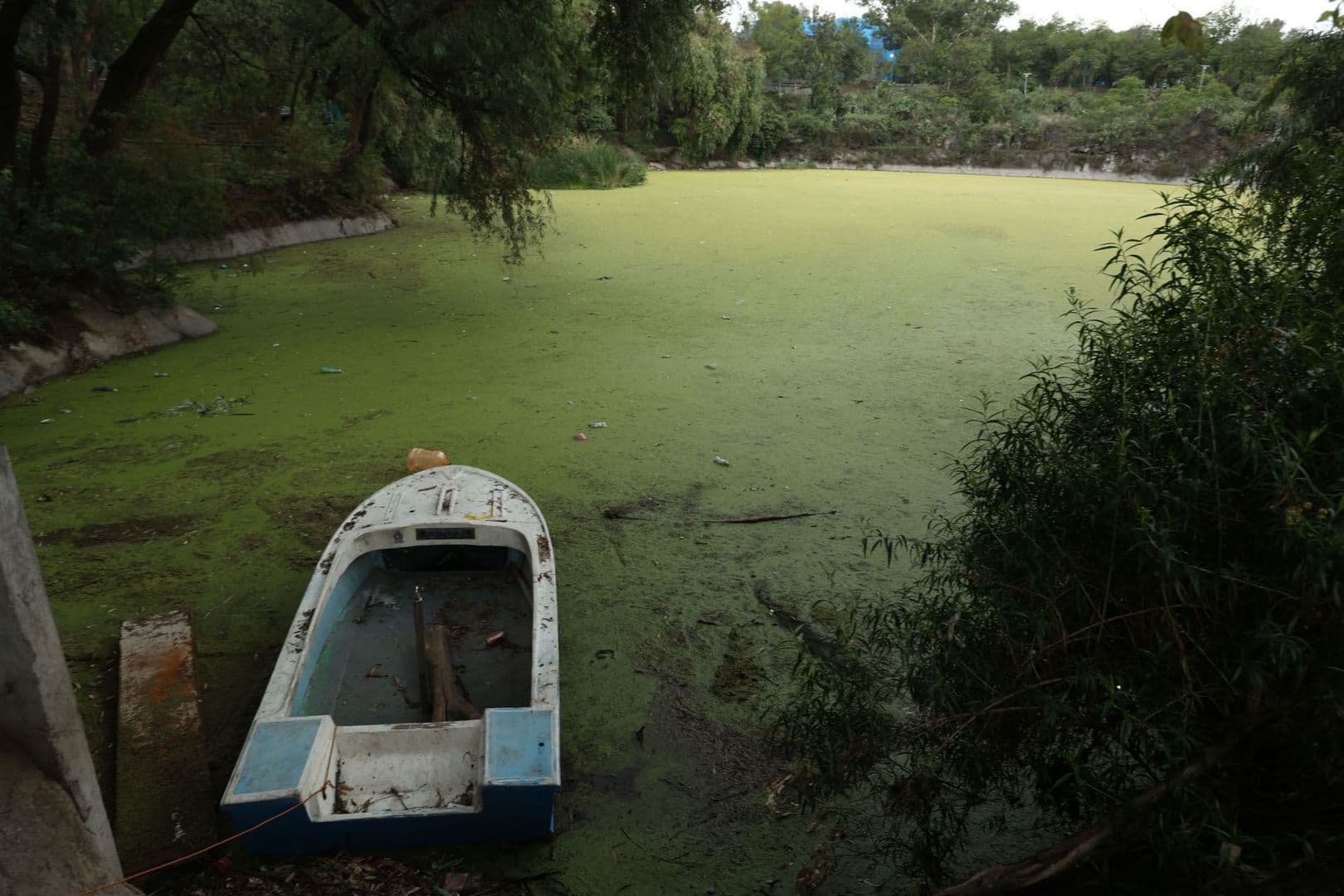 Lago de Huayamilpas se ‘Pudre’: Retiran 17 Patos y Alertan Riesgo en Coyoacán