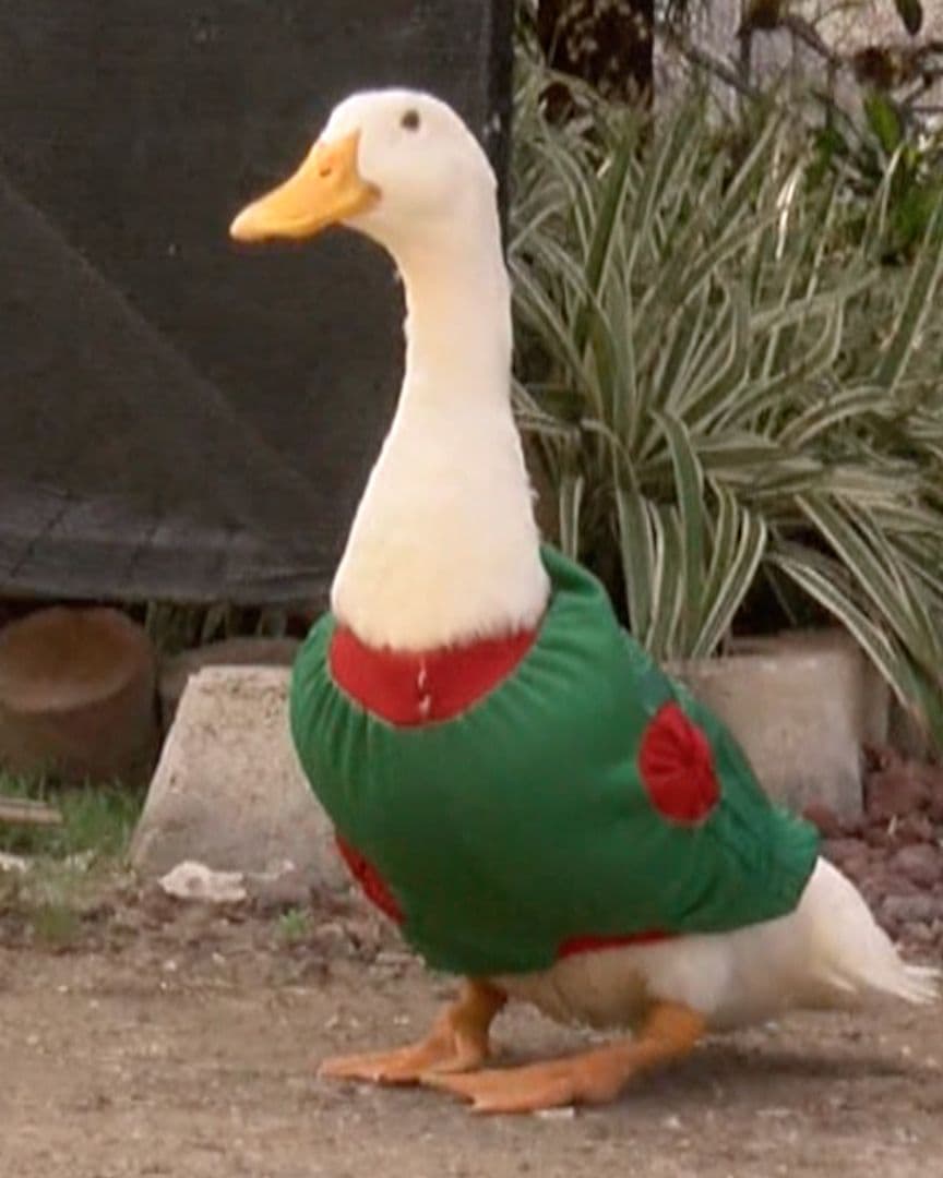 Pedrito el Pato Futbolero de Tampico que Conquista Visitantes con la Camiseta de México