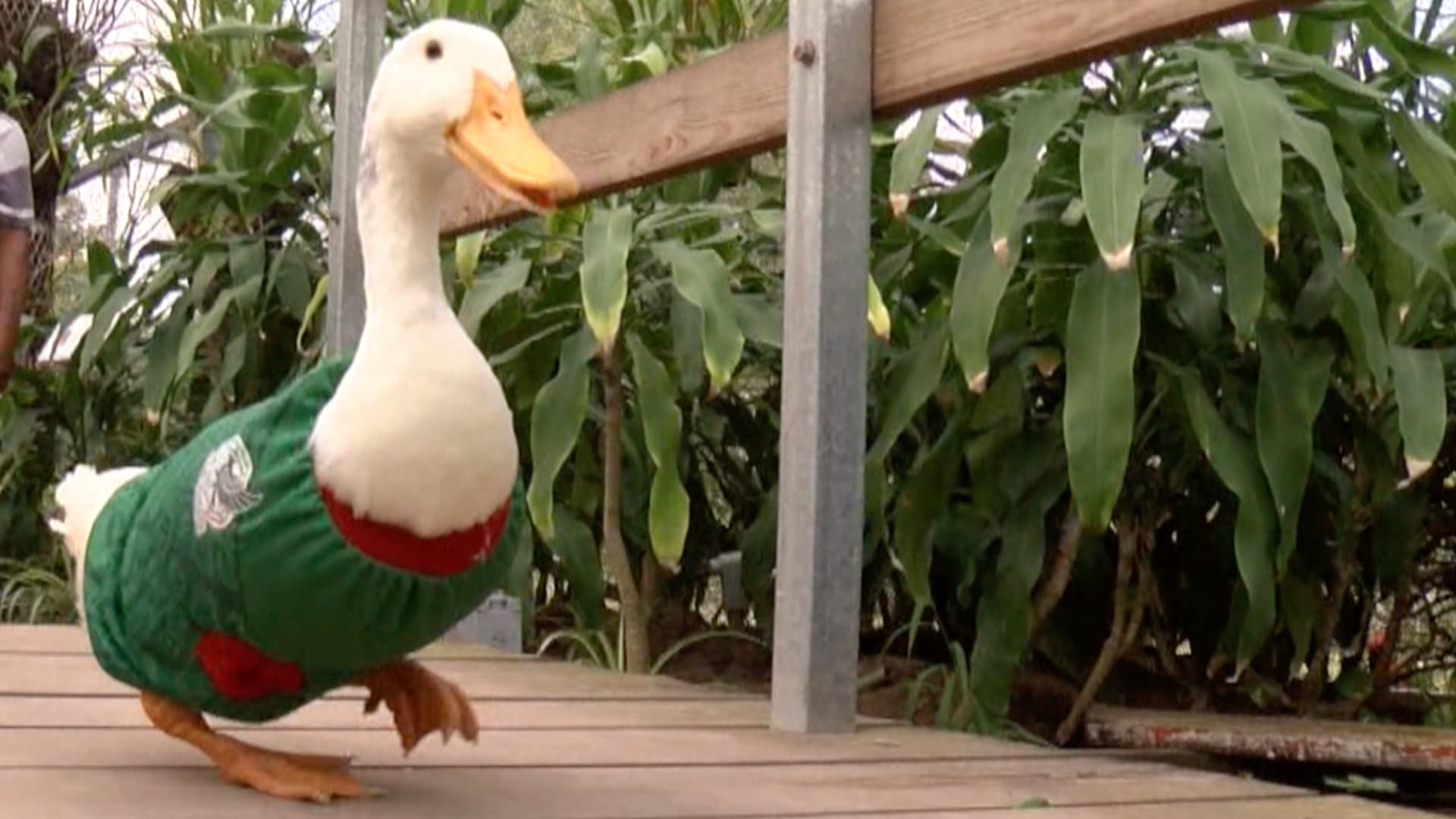 Pedrito Futbolero, el Pato que Conquista Visitantes en Vivero de Tampico